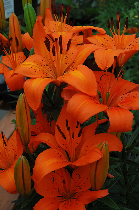 Orange Pixie Lily (Lilium 'Orange Pixie') at New Garden Landscaping & Nursery