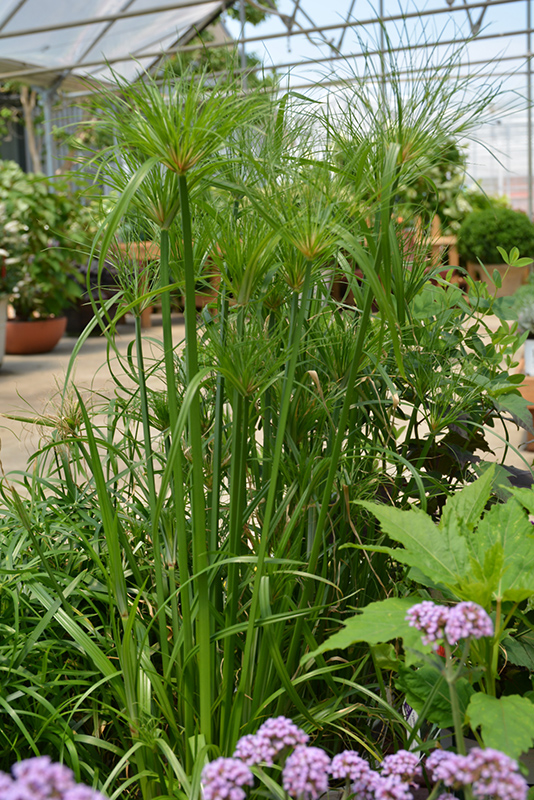 Papyrus Cyperus Papyrus In Greensboro High Point Winston Salem