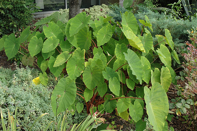 Pink China Colocasia esculenta Elephant Ears Cold Hardy Tropical Pair 2 