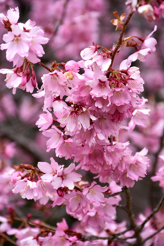 Dream Catcher Flowering Cherry (Prunus ‘Dream Catcher’) in Greensboro