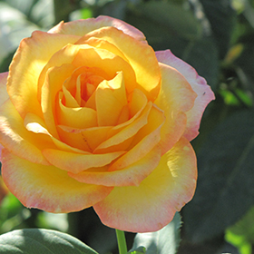 Gold Medal Rose Rosa In, Gold Rose Landscaping