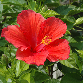 Red Hibiscus Hibiscus Rosa Sinensis Red In Greensboro High Point Winston Salem Summerfield North Carolina Nc At New Garden Landscaping Nursery