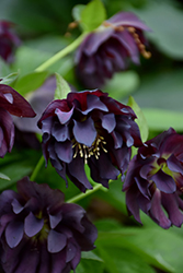 Onyx Odyssey Hellebore (Helleborus ‘Onyx Odyssey’) in Greensboro High