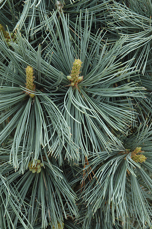 Экстра хвойный. Сосна Цезарини Блю. Pinus flexilis Cesarini Blue. Сосна гибкая Цесарини Блю. Сосна Экстра Блю.