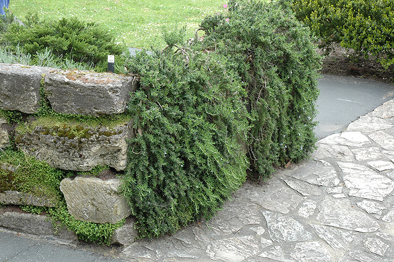 Trailing Rosemary (Rosmarinus officinalis 'Prostratus') in Greensboro