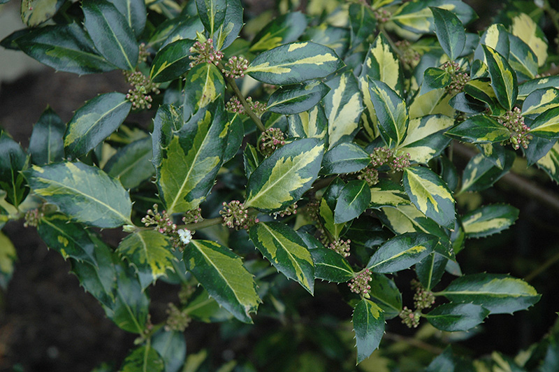 how to care for silver variegated english holly
