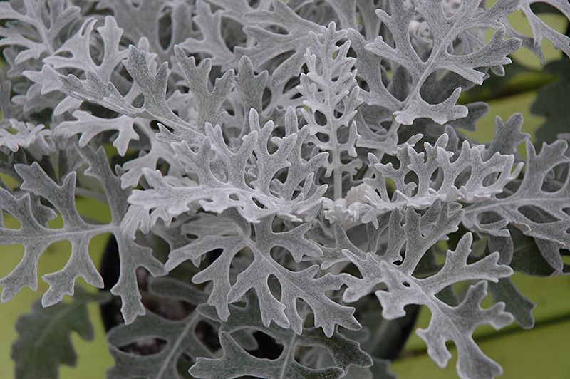 Silver Lace Dusty Miller (Artemisia stelleriana 'Silver Lace') at New Garden Landscaping & Nursery