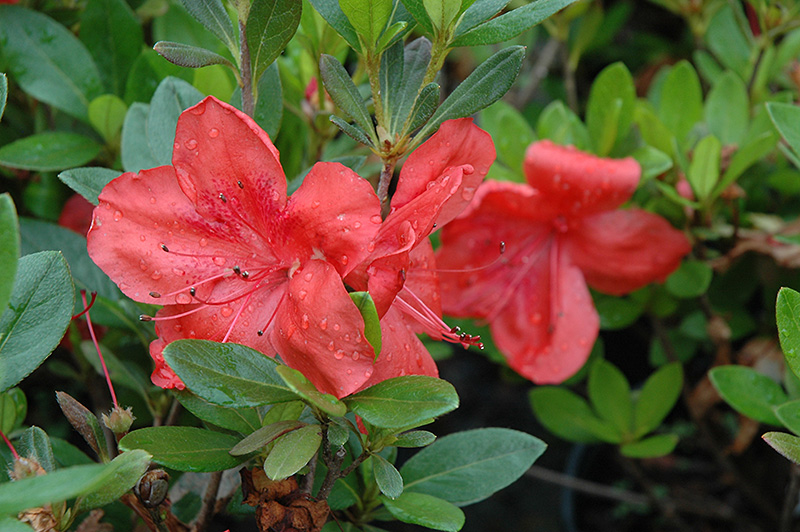 Amagasa Azalea (Rhododendron 'Amagasa') in Greensboro High Point ...