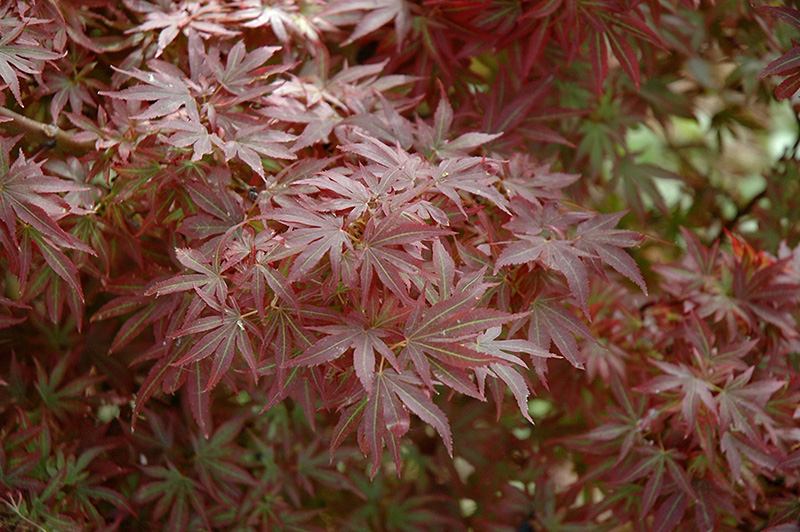 Aratama Japanese Maple (Acer palmatum ‘Aratama’) in Greensboro High