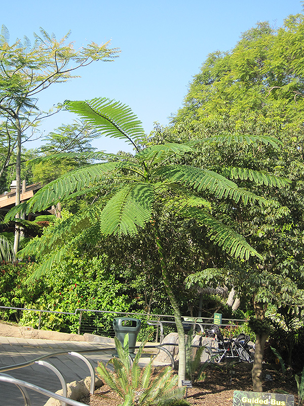 Brazilian Fern Tree (Schizolobium parahybum) at New Garden Landscaping & Nursery