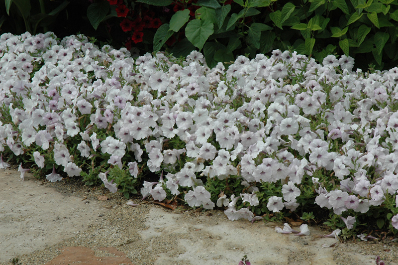 Easy Wave® Silver Petunia (Petunia 'Easy Wave Silver') in Greensboro ...