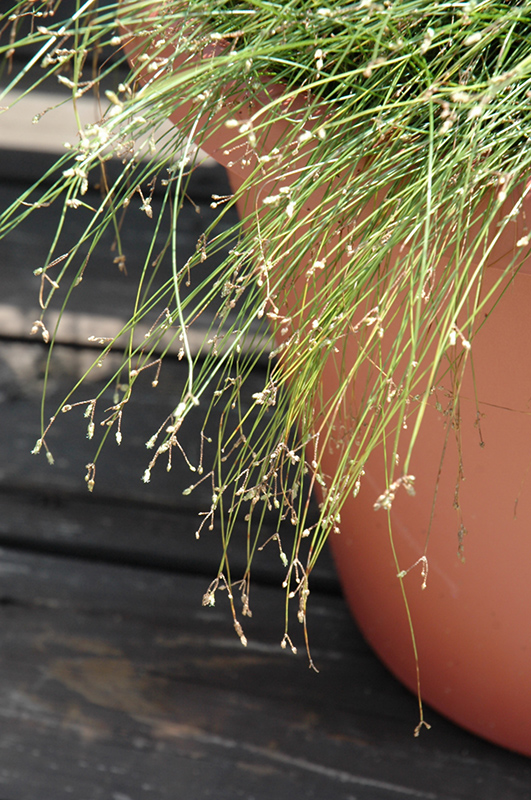 Live Wire Fiber Optic Grass (Isolepis cernua 'Live Wire') at New Garden Landscaping & Nursery