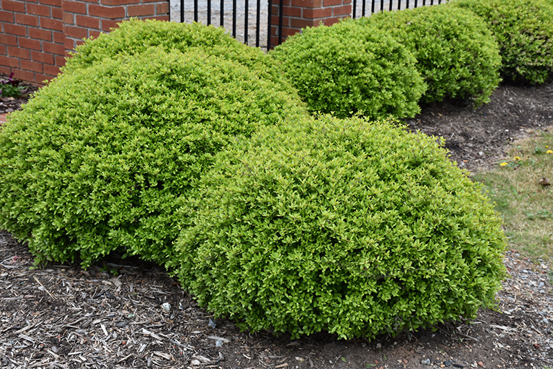 Image of Dwarf yaupon holly (Ilex vomitoria 'Nana') evergreen shrub