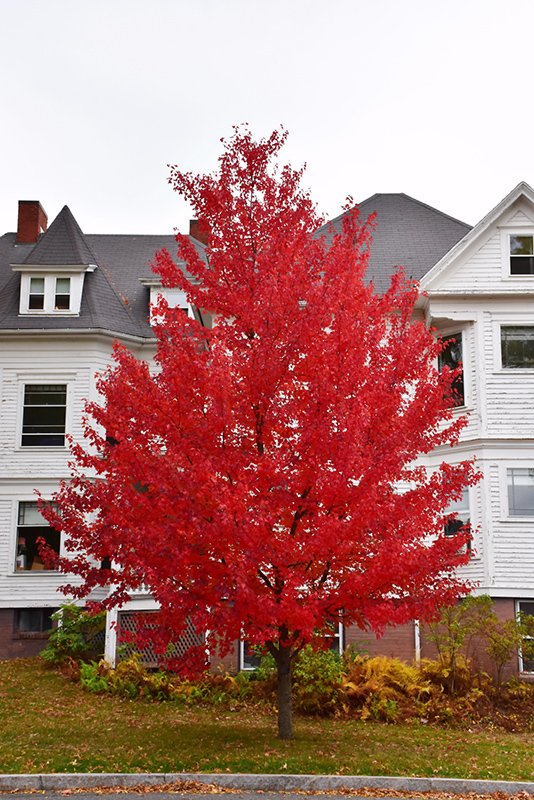 Sun Valley Red Maple (Acer rubrum 'Sun Valley') in Greensboro High