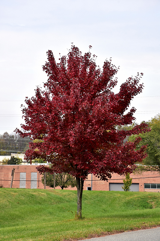 Brandywine Red Maple (Acer rubrum 'Brandywine') at New Garden Landscaping & Nursery