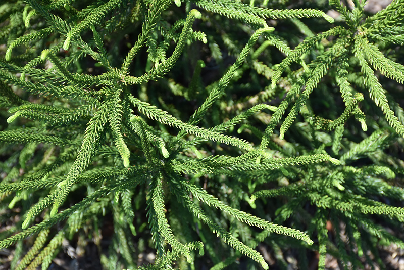 Araucarioides Japanese Cedar (cryptomeria Japonica 'araucarioides') In 