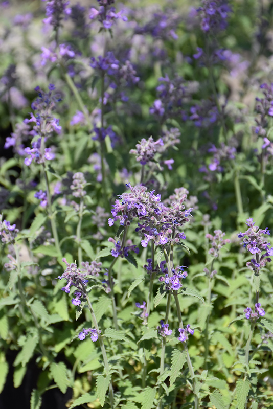 Little Trudy Catmint (Nepeta 'Psfike') in Greensboro High Point Winston ...