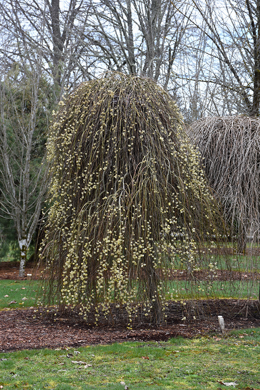 Spring flower 12: Pussy willow – Bee the Best!