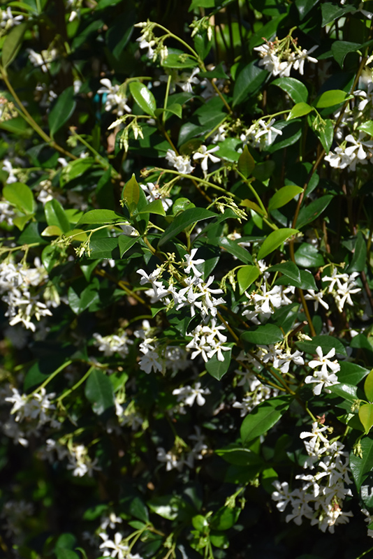 Madison Star-Jasmine (Trachelospermum jasminoides 'Madison') in ...