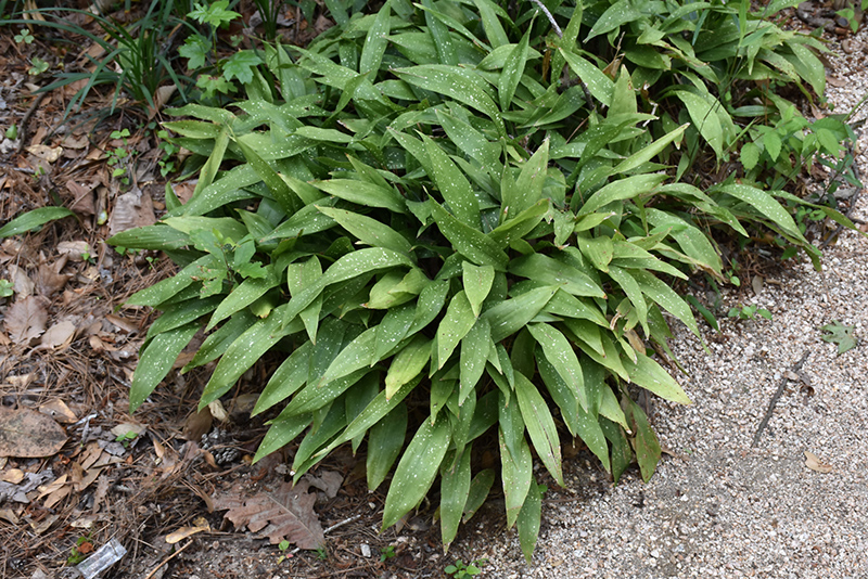 Milky Way Speckled Cast Iron Plant Aspidistra Elatior Milky Way In