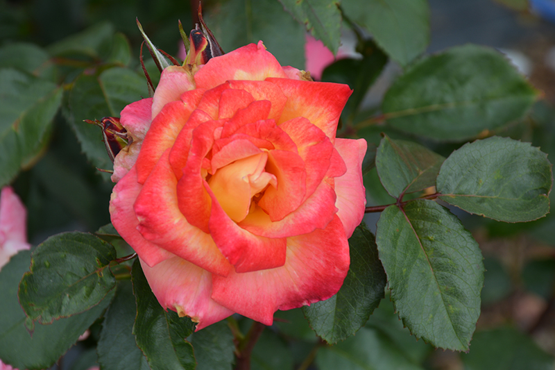 Rainbow Sorbet Rose (Rosa 'Rainbow Sorbet') at New Garden Landscaping & Nursery