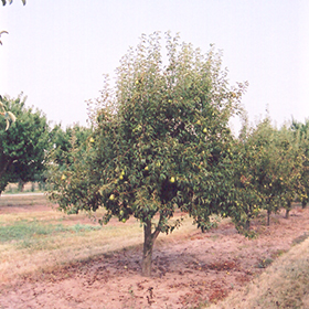 Bare Root Bartlett Pear (Pyrus communis cv.) - Monticello Shop