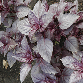 Dark Opal Basil Ocimum basilicum Dark Opal in Greensboro High