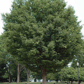 American Elm Tree – Green Thumbs Garden