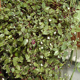 Bridal Veil Spiderwort Tradescantia Bridal Veil In Greensboro High Point Winston Salem Summerfield North Carolina Nc At New Garden Landscaping Nursery