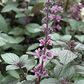 African Blue Basil Ocimum African Blue in Greensboro High