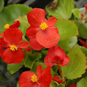 Scarlet Begonia hotsell Tapas Plate