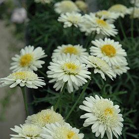 Madeira Crested Ivory Marguerite Daisy (Argyranthemum frutescens