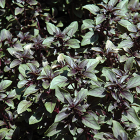 Purple Globe Basil Ocimum basilicum Purple Globe in Greensboro