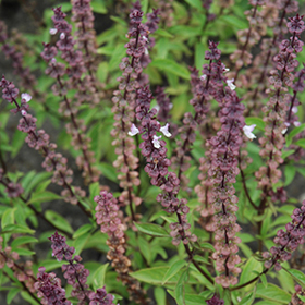 Thai Basil Ocimum basilicum Thai in Greensboro High Point