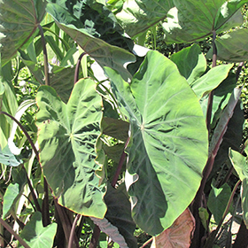 Red Stem Elephant Ear (Colocasia esculenta 'Red Stem') in Greensboro High  Point Winston-Salem Summerfield North Carolina NC at New Garden Landscaping  & Nursery