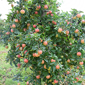 Gala Apple Tree - Ison's Nursery & Vineyard