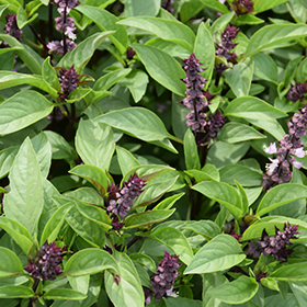 Sweet Basil Ocimum basilicum in Greensboro High Point Winston