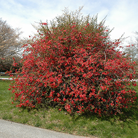 Texas Scarlet Flowering Quince, H&N Landscaping