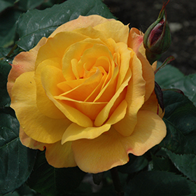Good As Gold Rose Rosa Wekgobafa In, Gold Rose Landscaping