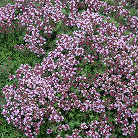 Wild thyme nursery and landscaping