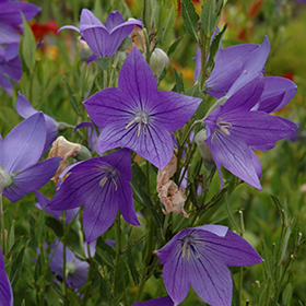 Featured image of post Fuji New Garden Greensboro