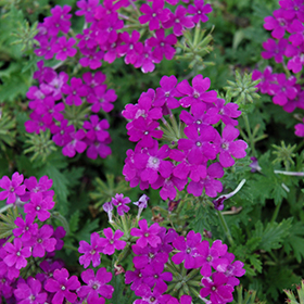 Aztec Magic Purple Verbena Verbena Aztec Magic Purple In Greensboro High Point Winston Salem Summerfield North Carolina Nc At New Garden Landscaping Nursery