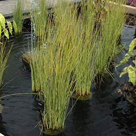 Javelin Rush (Juncus pallidus &lsquo;Javelin&rsquo;) in Greensboro High Point 