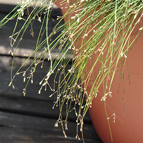 Live Wire ColorGrass® Isolepis