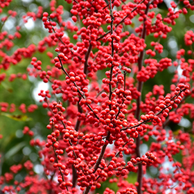 10 Trees And Shrubs With Red Berries - Red Berries For Winter