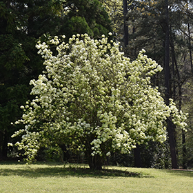 Sterile Chinese Snowball Viburnum Viburnum macrocephalum Sterile