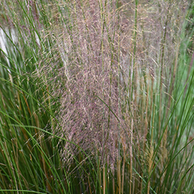 muhlenbergia capillaris regal mist