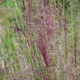 muhlenbergia capillaris regal mist