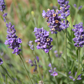 Ellagance Purple Lavender Lavandula Angustifolia Ellagance Purple In Greensboro High Point Winston Salem Summerfield North Carolina Nc At New Garden Landscaping Nursery