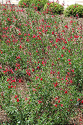 Coral Autumn Sage (Salvia greggii ‘Coral’) in Greensboro High Point